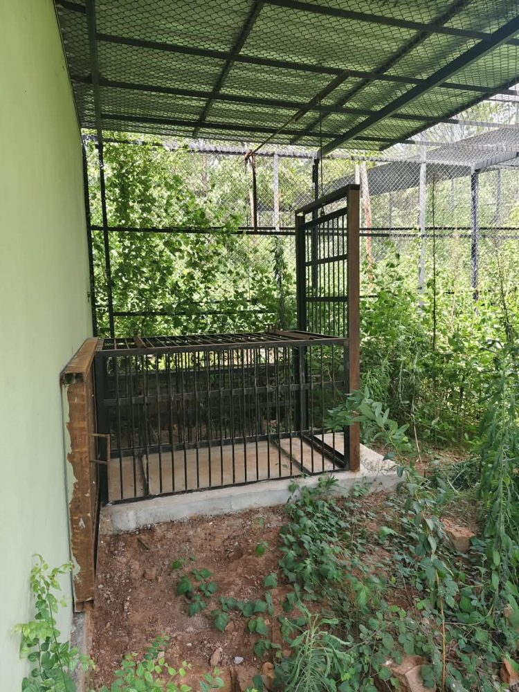 Steel feeding cage inside a paddock